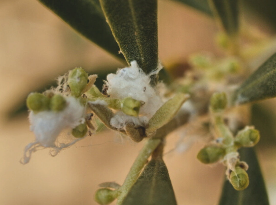 Control del algodoncillo en el olivar: Recomendaciones y Guía de manejo
